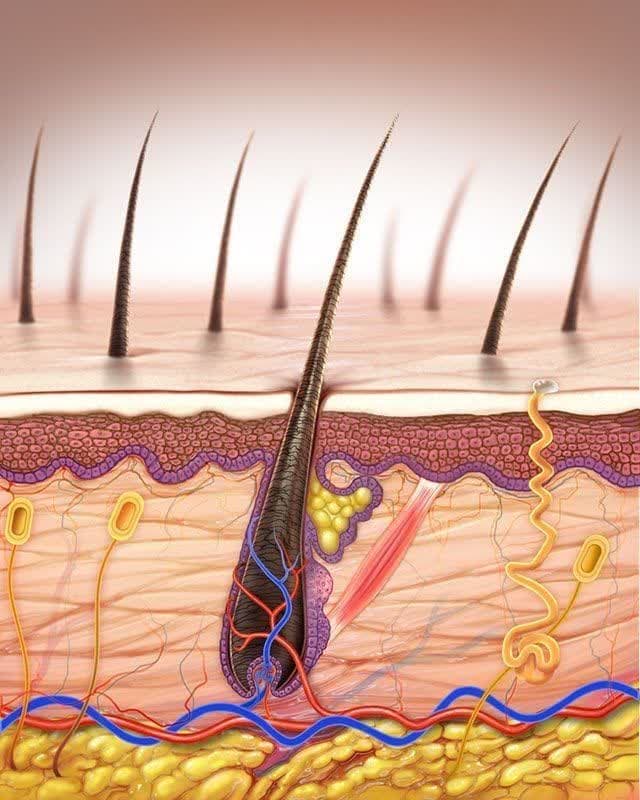 ساختار پوست و مو
